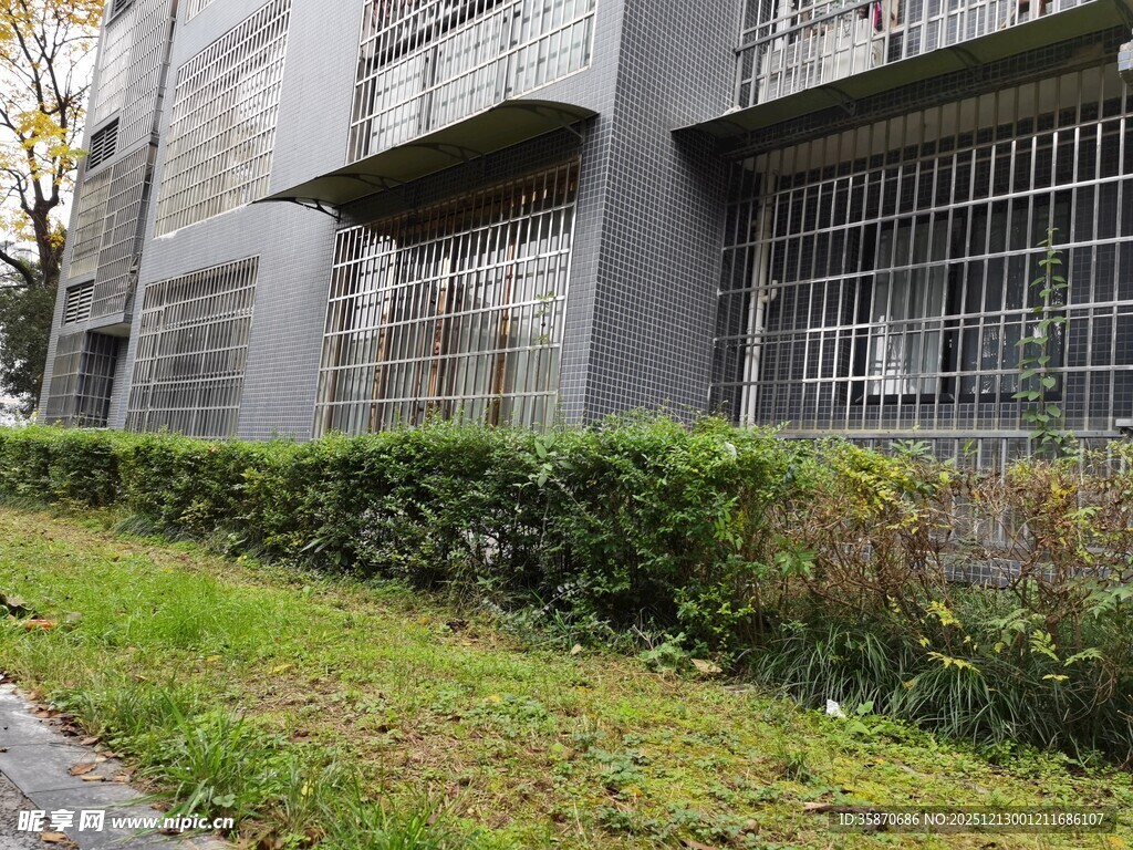 居民楼旁的绿植景观