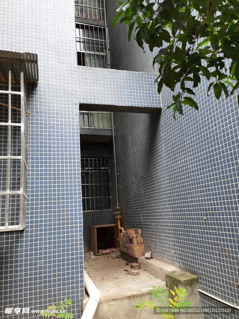 老旧楼房下的狗狗