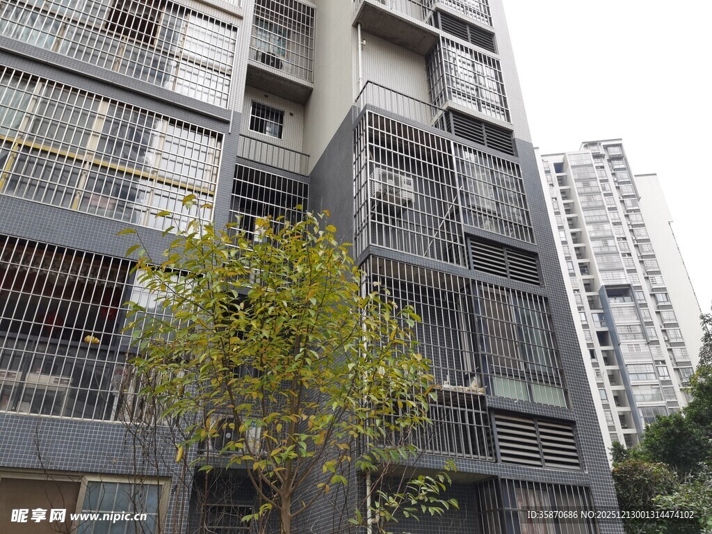 城市住宅楼旁的绿树