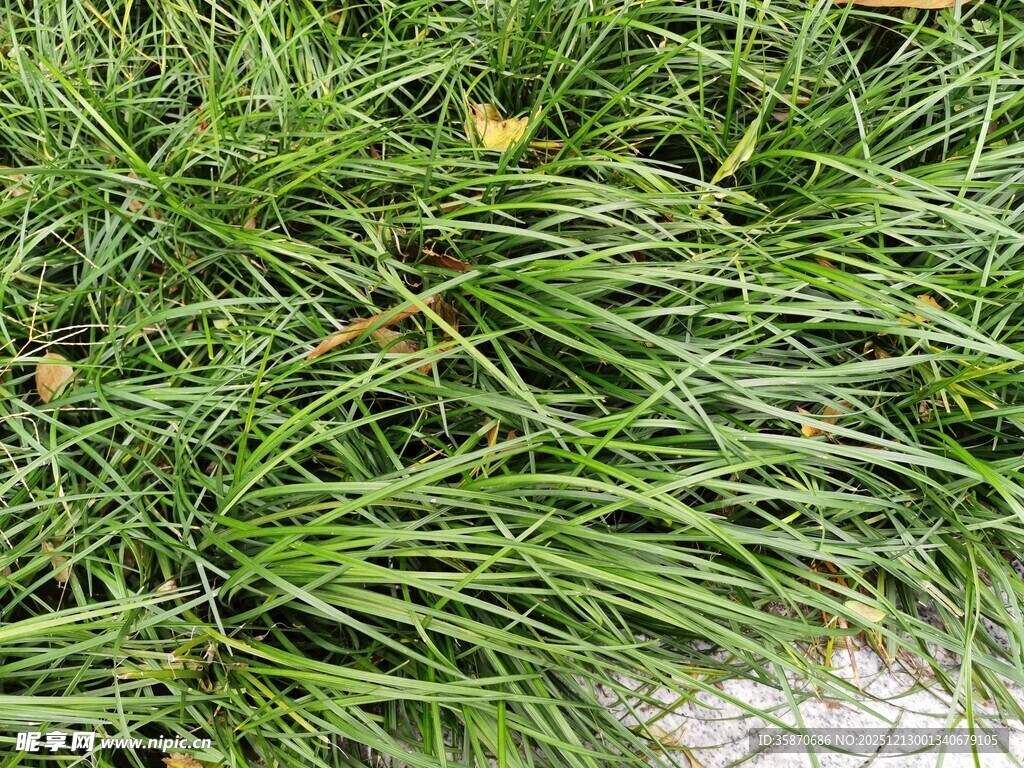 翠绿葱茏的丛生青草