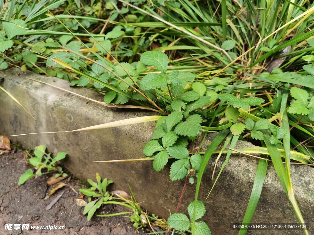 墙边繁茂绿植景观