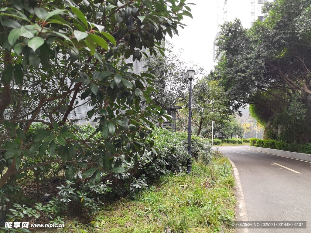 林间蜿蜒小路绿意盎然