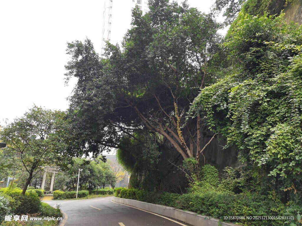 蜿蜒小路旁的繁茂绿植