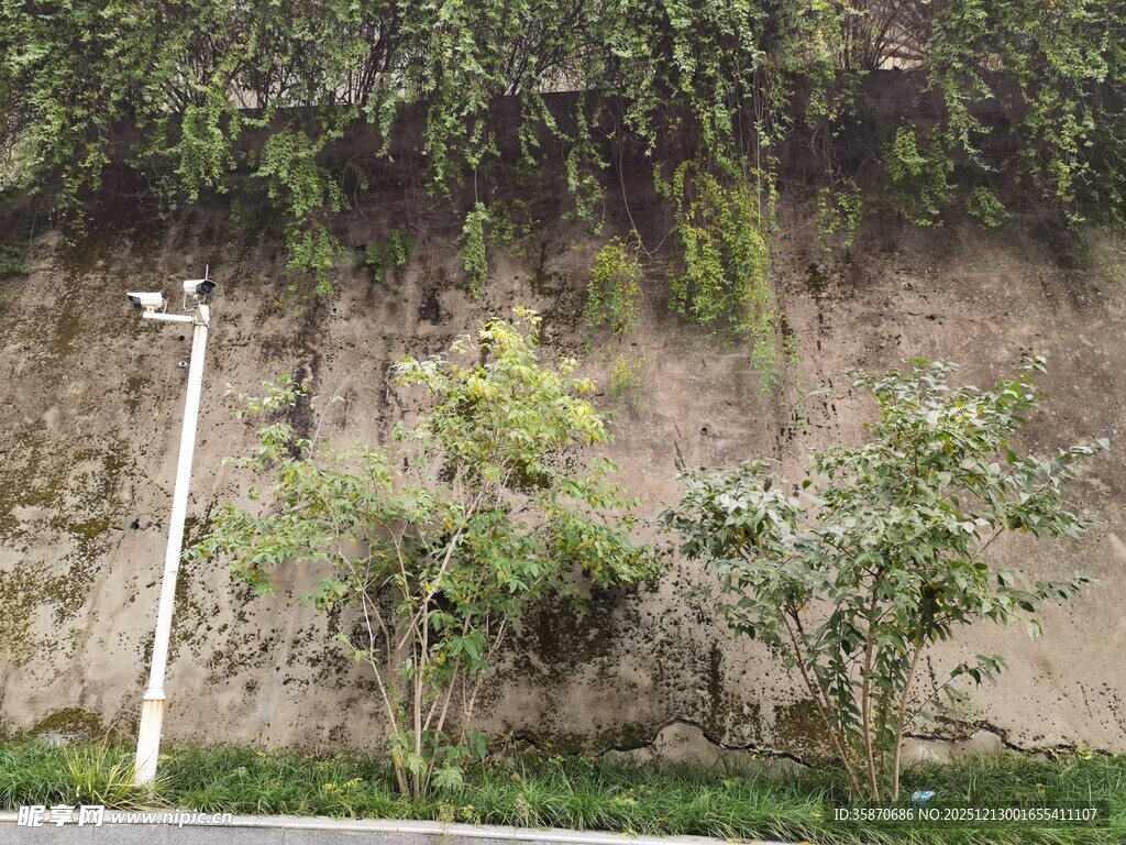 山坡绿植与路灯景观