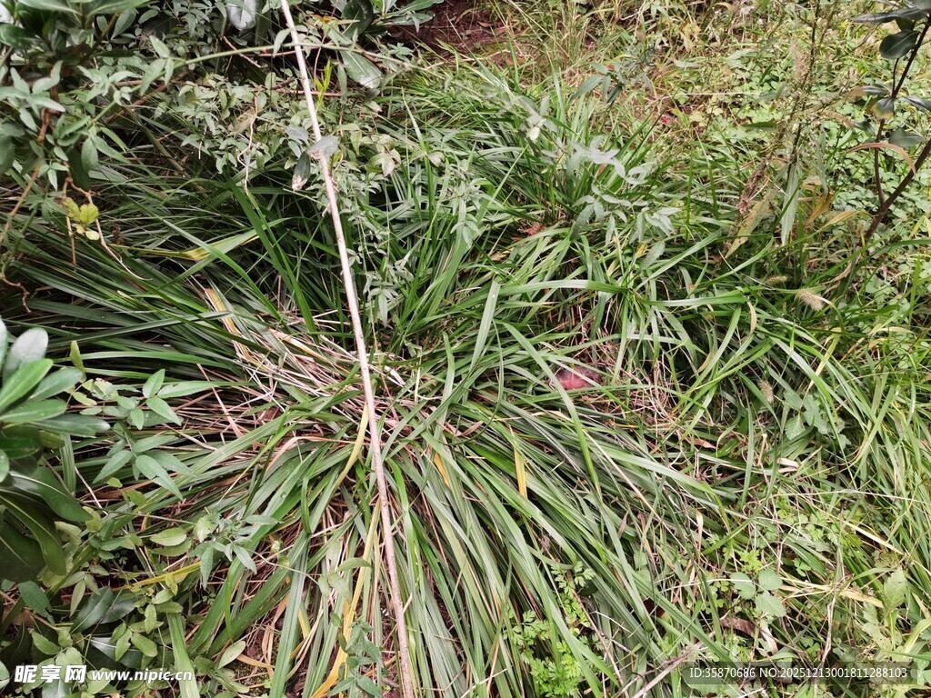 野外生长的细长茎绿色植物