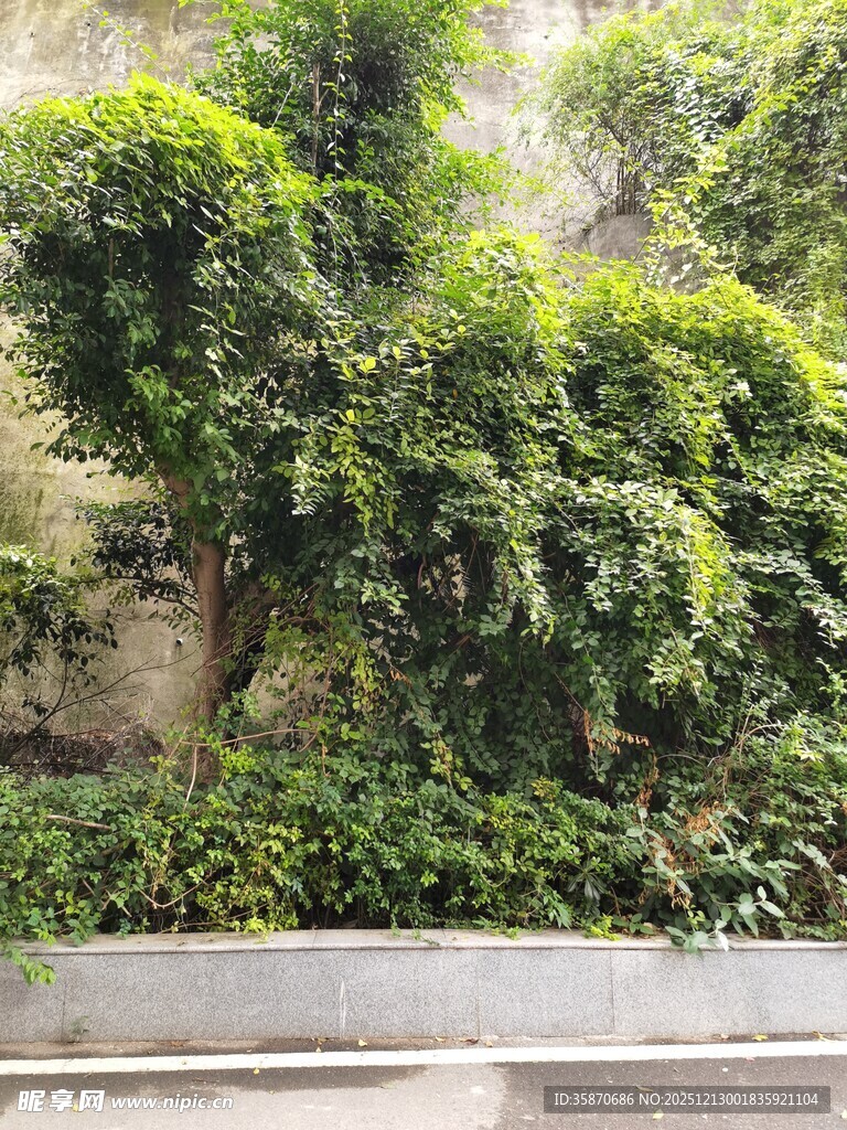 绿意盎然的繁茂植物景观