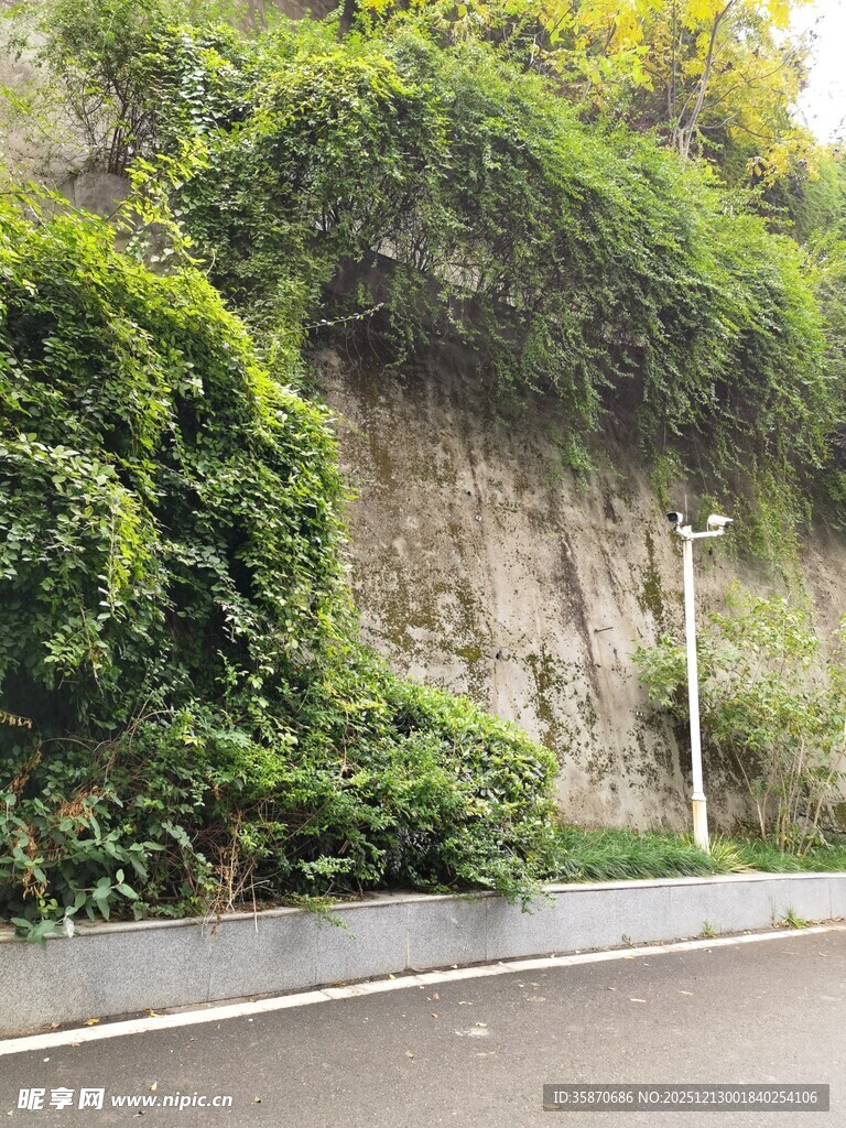 路边绿意盎然的爬藤石壁