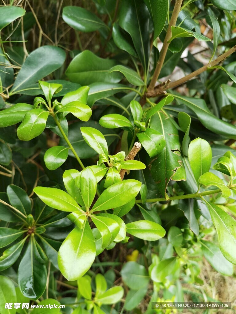 翠绿繁茂的蓬勃植物
