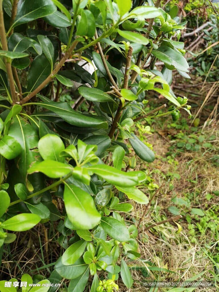 绿叶繁茂的植物景观