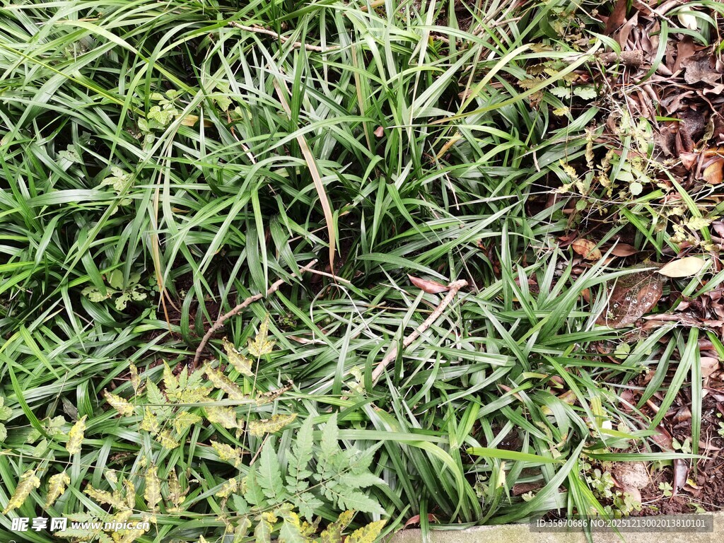 翠绿葱茏的地面草本植物