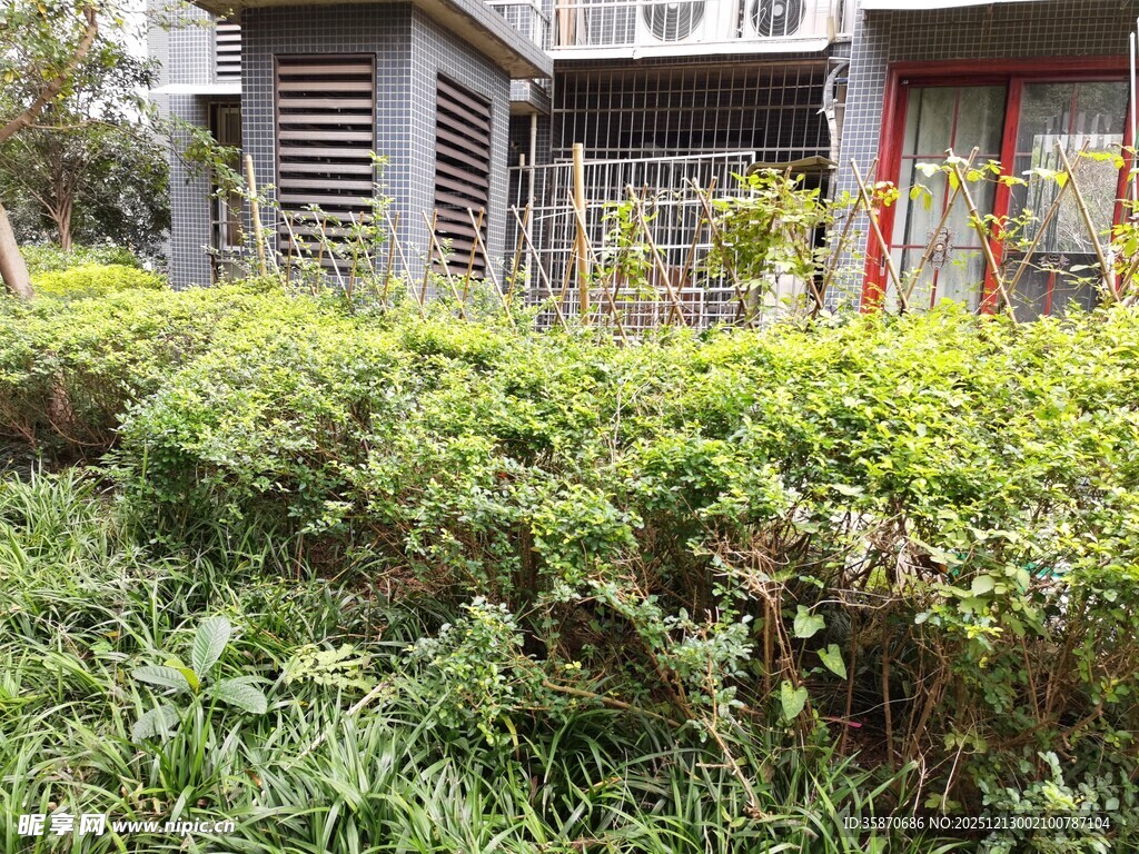 住宅旁繁茂绿植景观