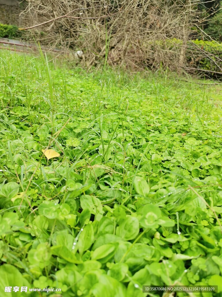 翠绿三叶草铺满草地