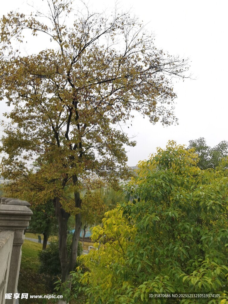 秋日多彩树木景观