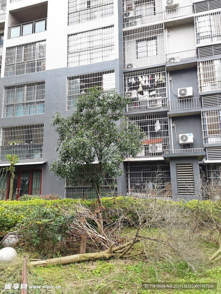 小区内树木倒伏场景