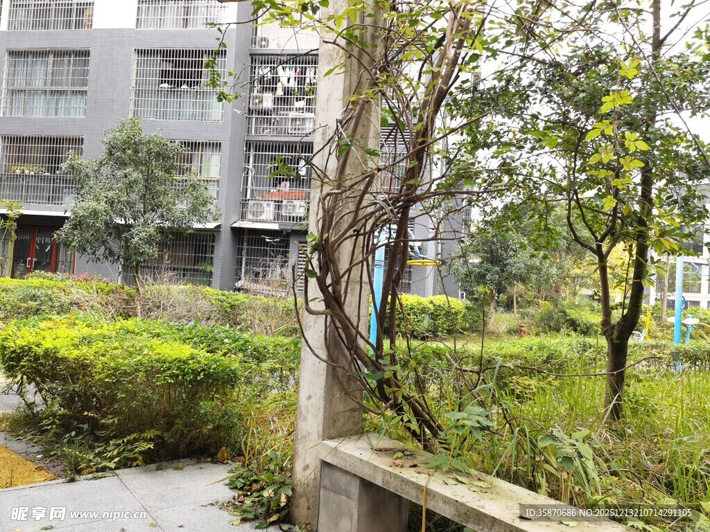 小区内的绿植景观