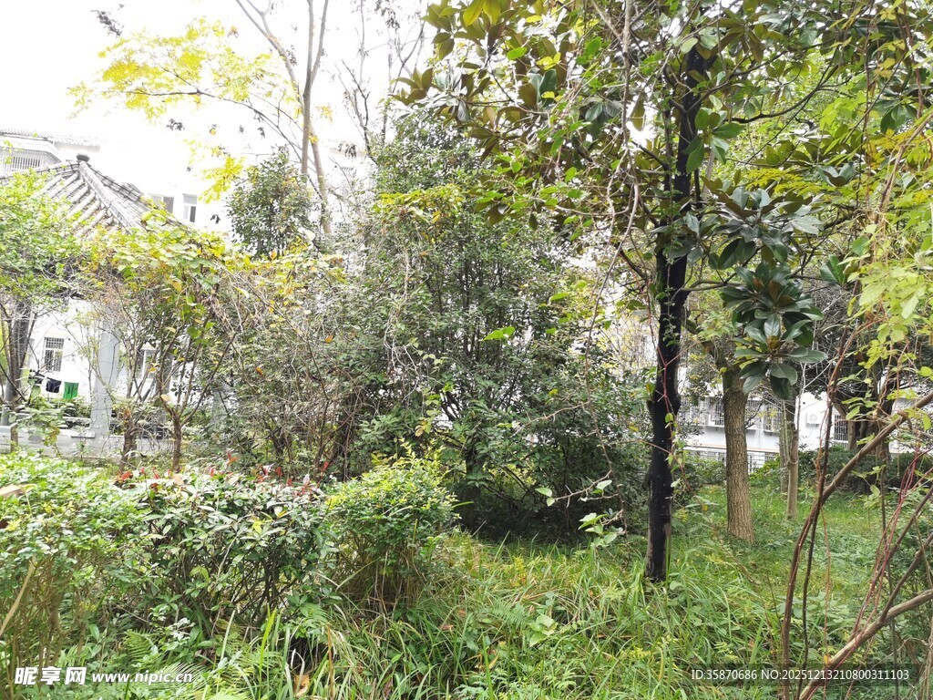 繁茂树林中的自然景致