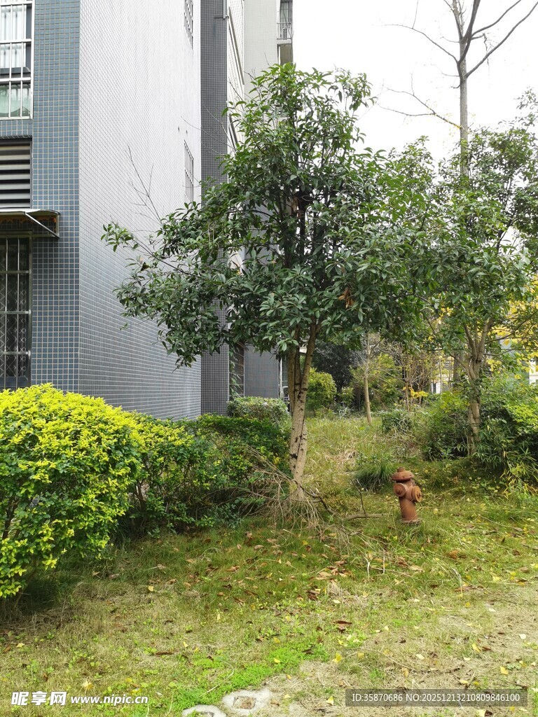 小区绿植景观一角