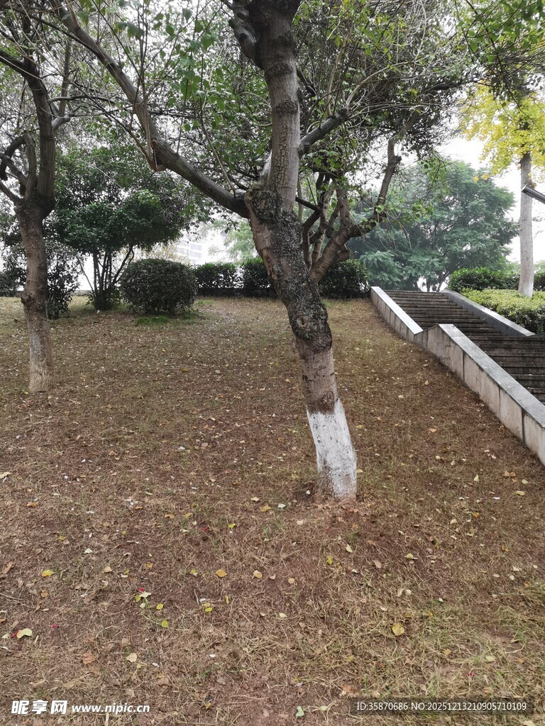 秋日公园树木下的景致