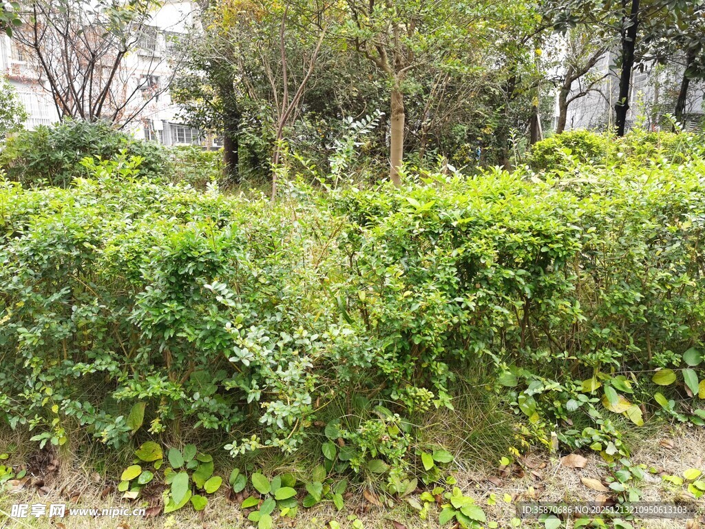 绿意盎然的户外灌木丛