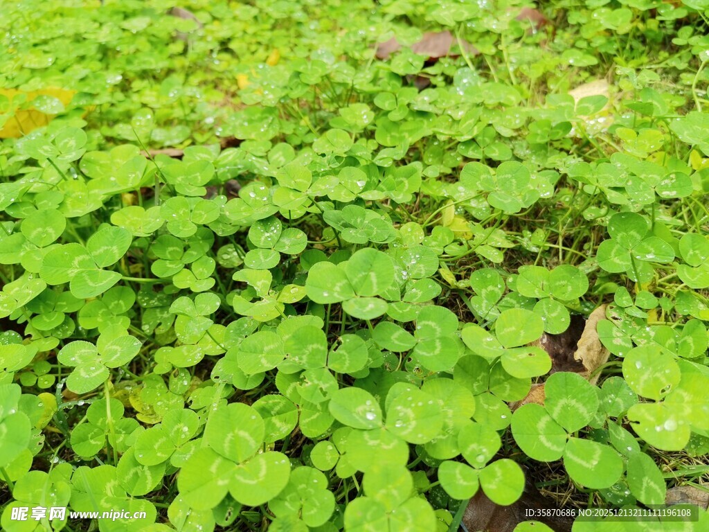 翠绿三叶草铺满地面