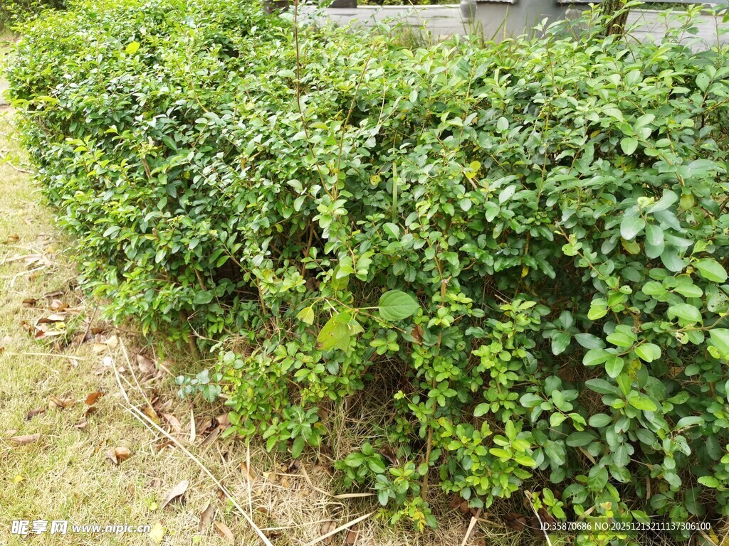 整齐的绿植灌木丛