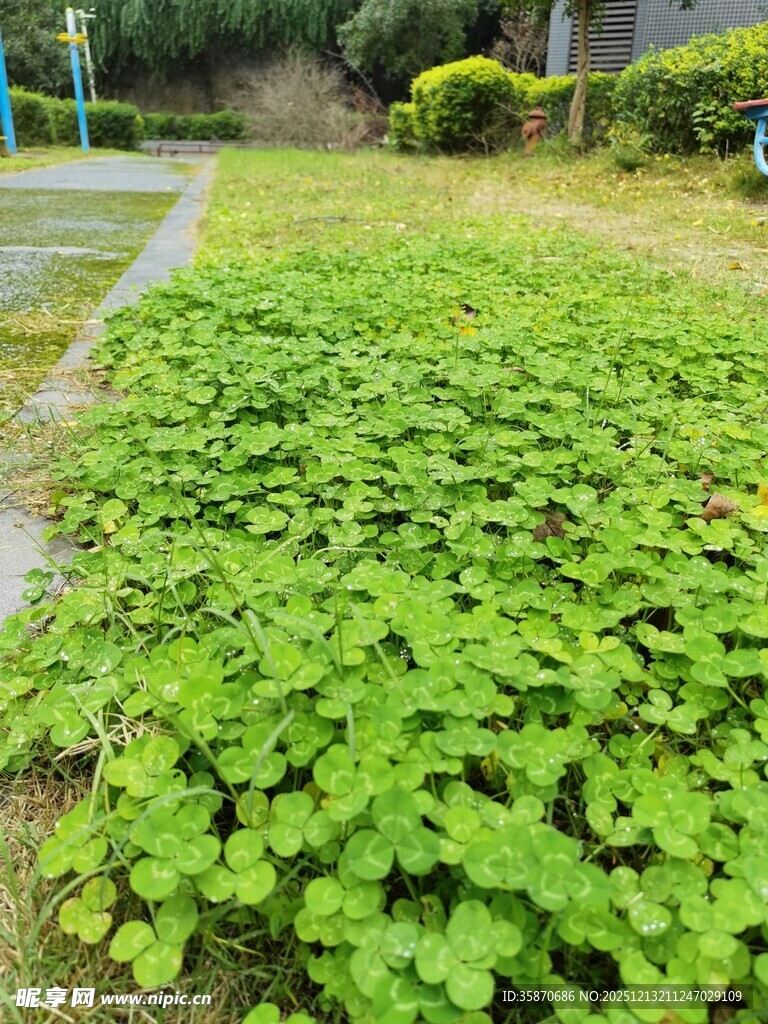 翠绿繁茂的地面绿植景观