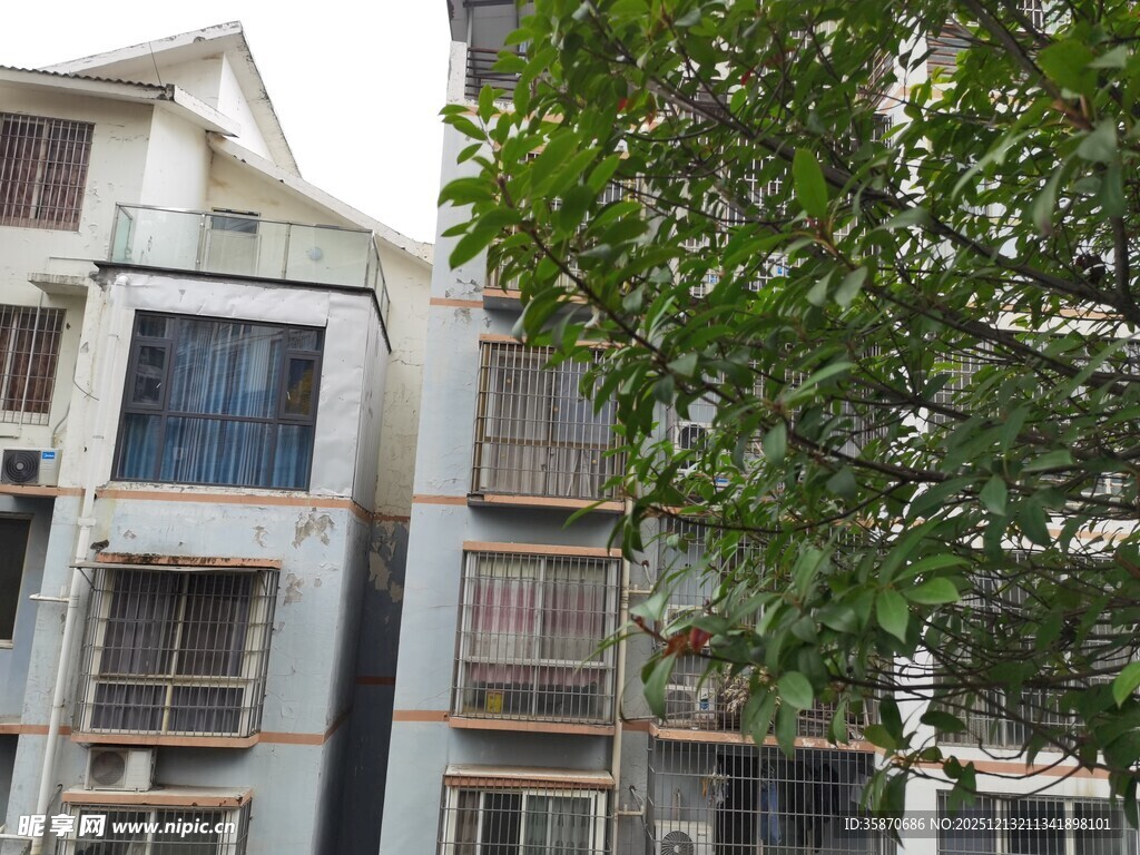 老旧居民楼旁的葱郁绿树