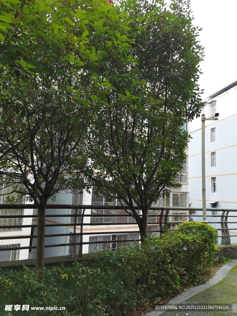 路边绿树与灌木丛景观