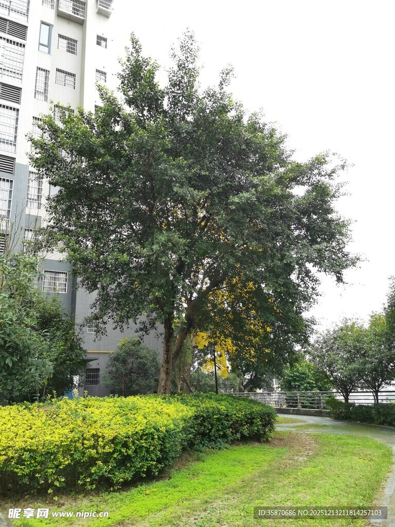 城市中葱郁的绿树与草坪