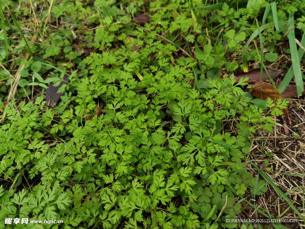 翠绿繁茂的地面绿植景观