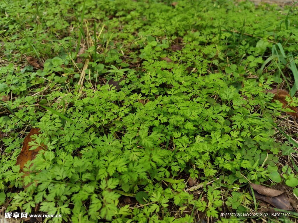 翠绿繁茂的地面植物景观