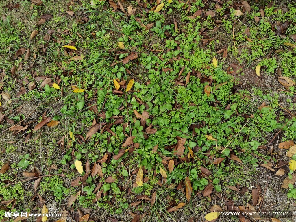 地面嫩绿小草与落叶