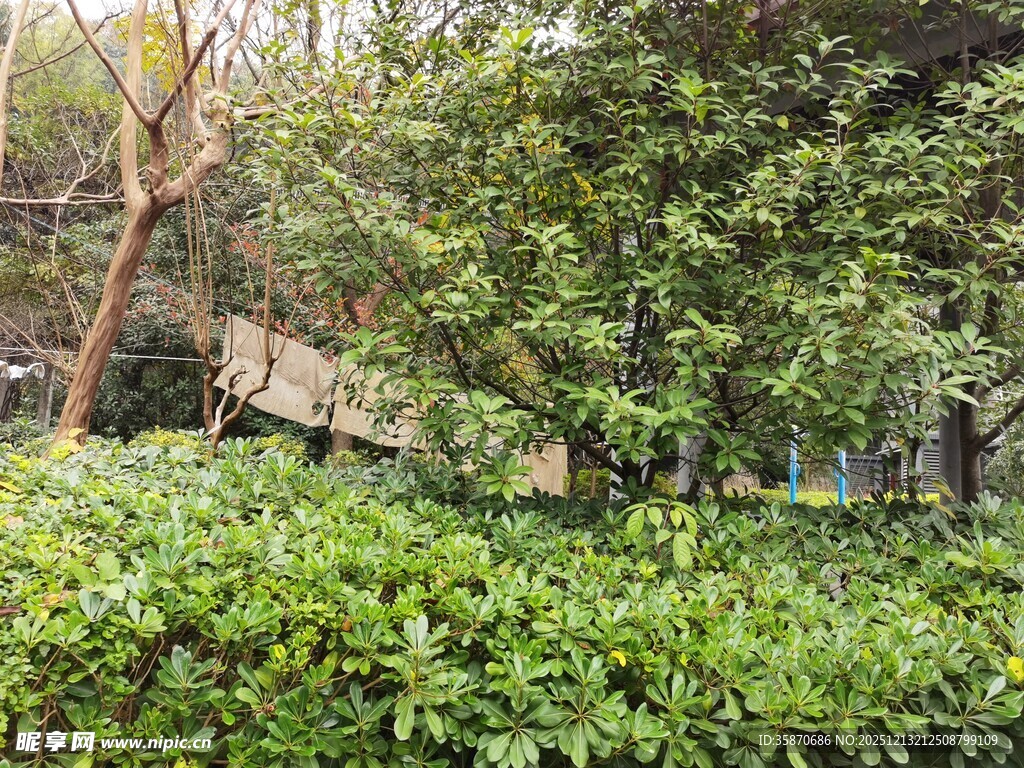 绿意盎然的繁茂植物景观