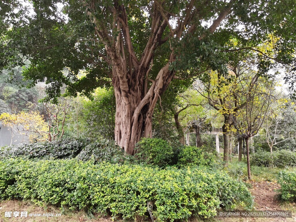 繁茂大树下的绿意景观