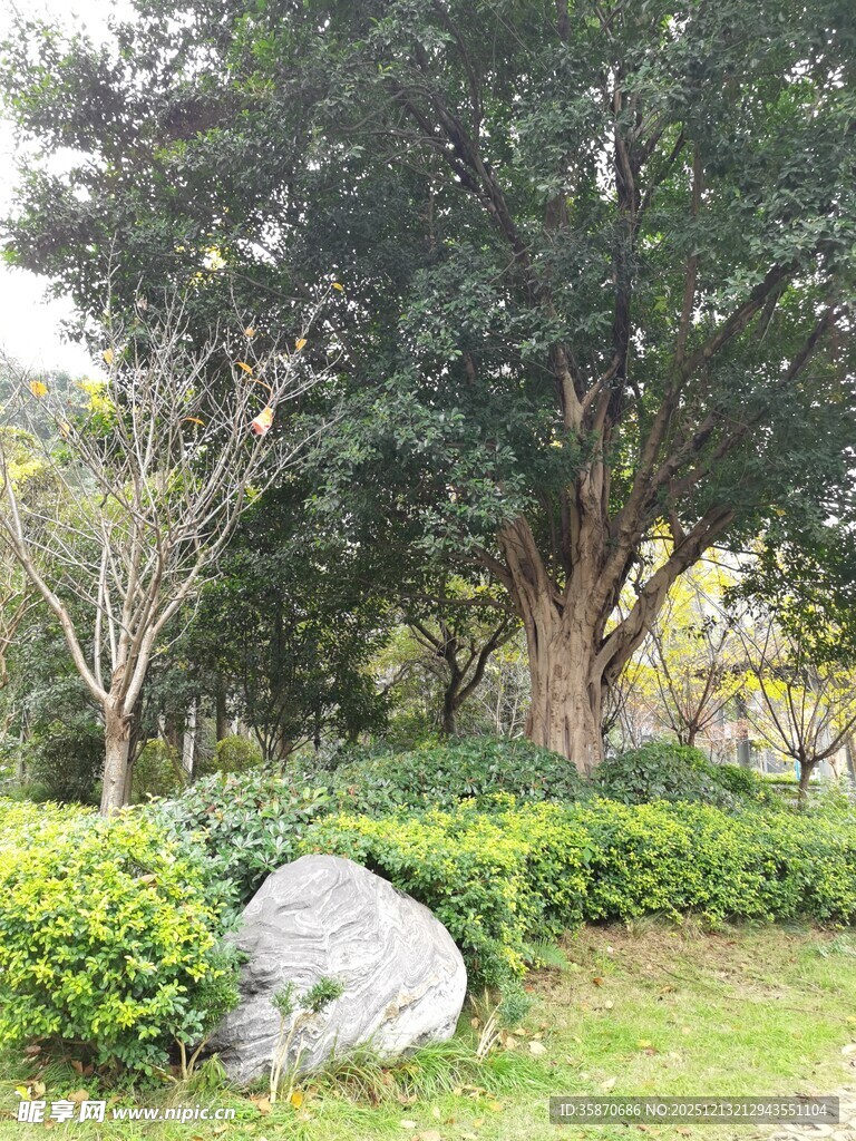 园林景观中的巨石与绿植