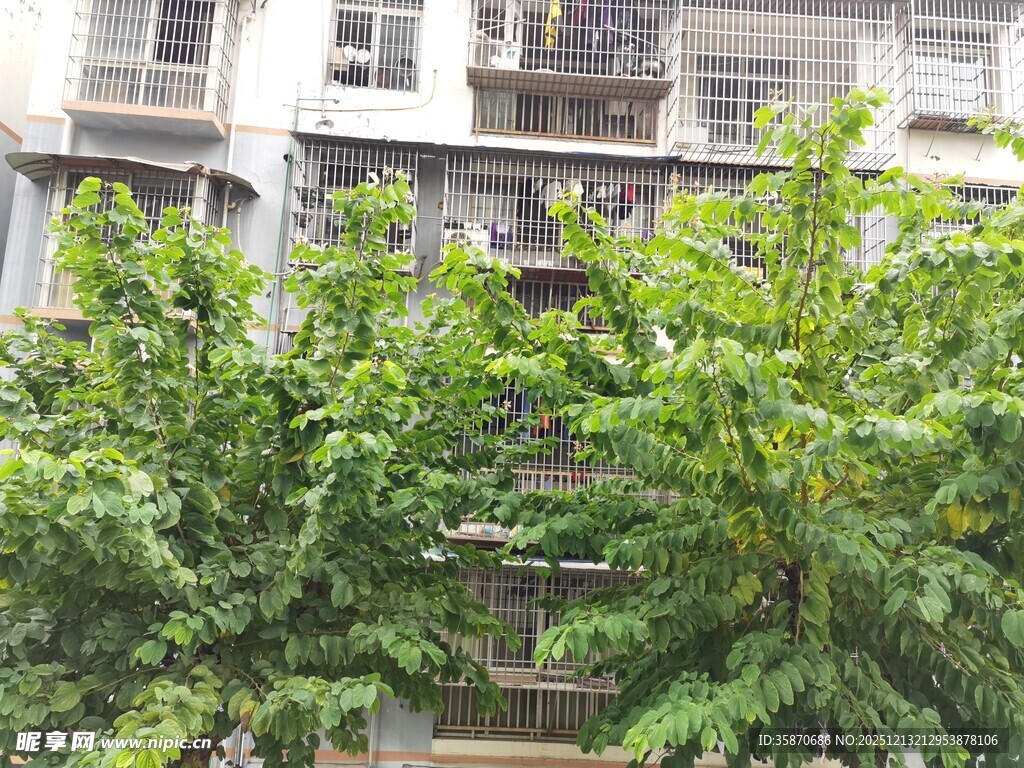 楼前繁茂绿植景观