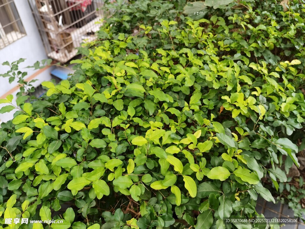 翠绿繁茂的丛生植物