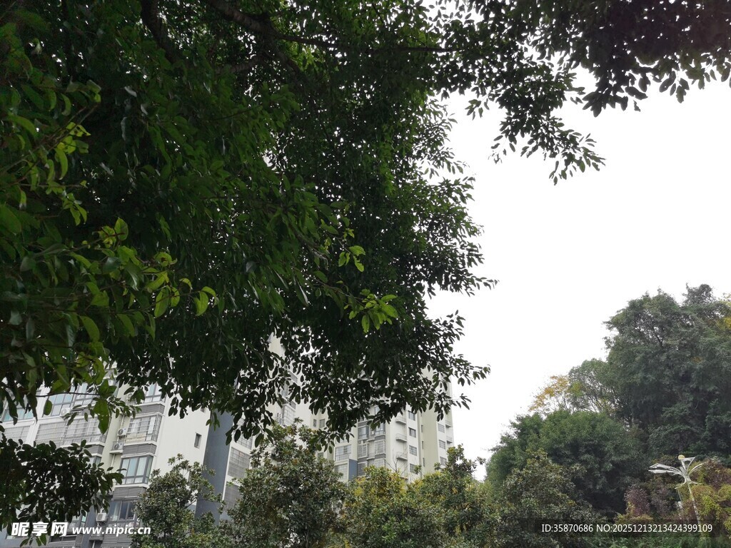 绿树掩映下的城市景致