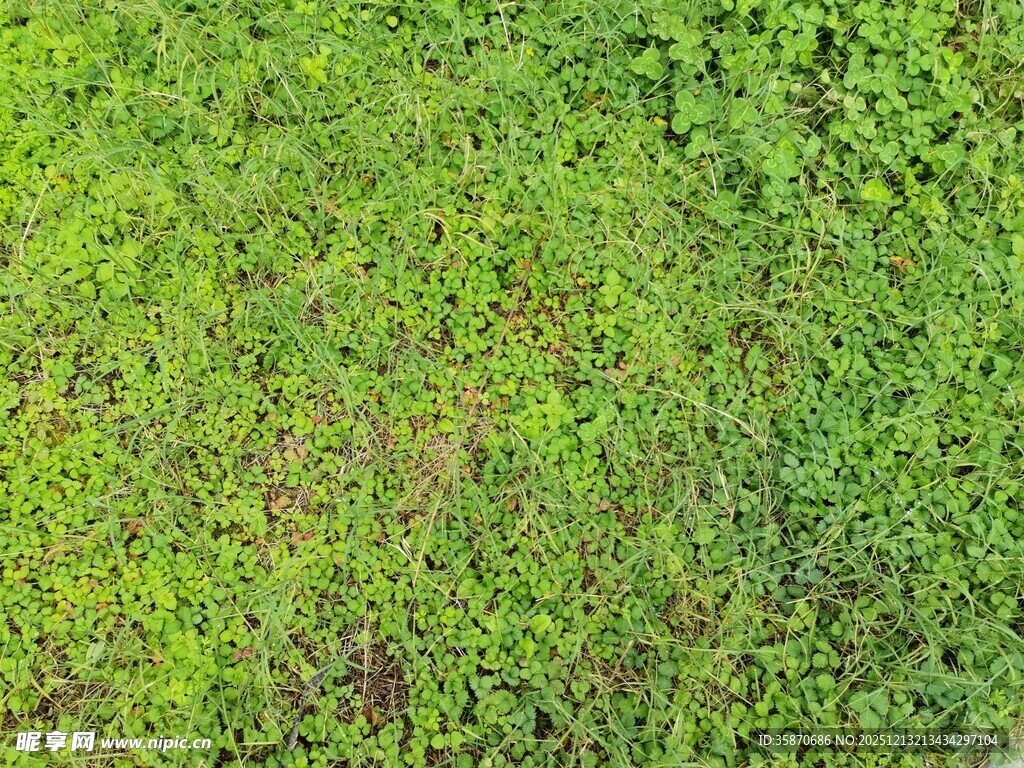 翠绿繁茂的地面青草景观
