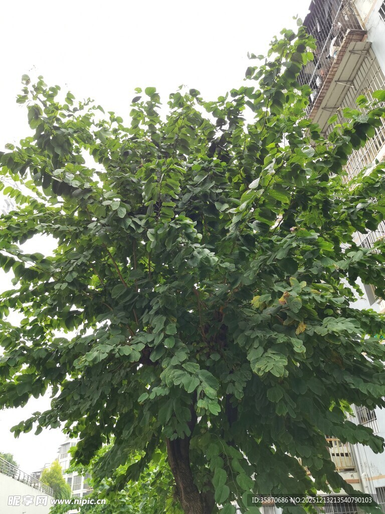 茂盛绿树展现自然生机