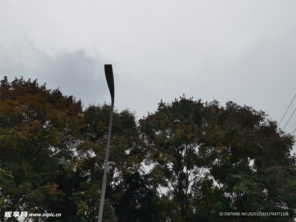 户外路灯旁的茂密树林