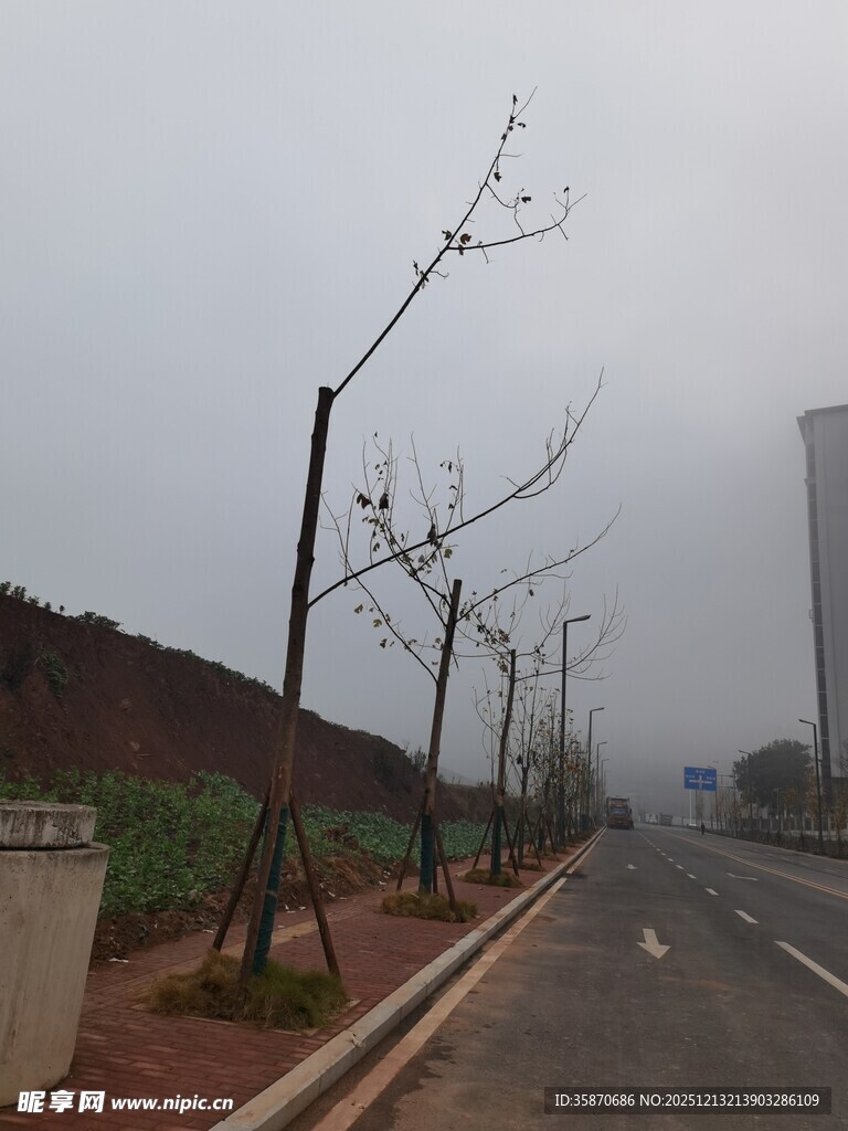 道路旁的光秃树木景观