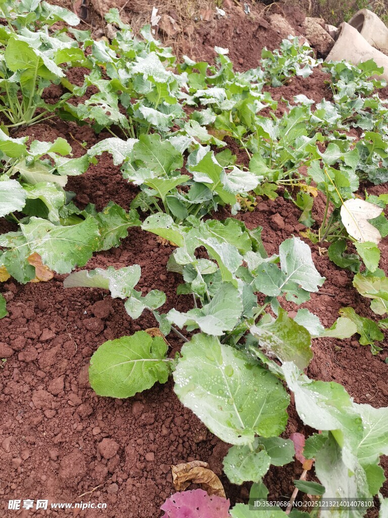 菜园里的鲜嫩蔬菜