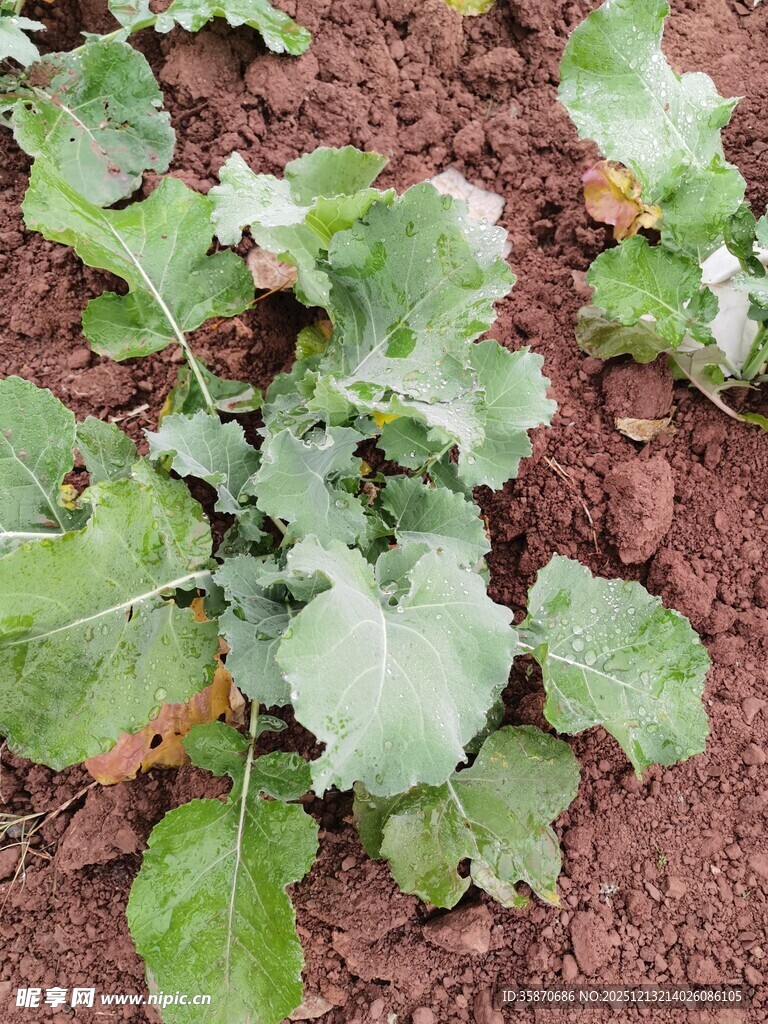 生长中的绿色蔬菜植株