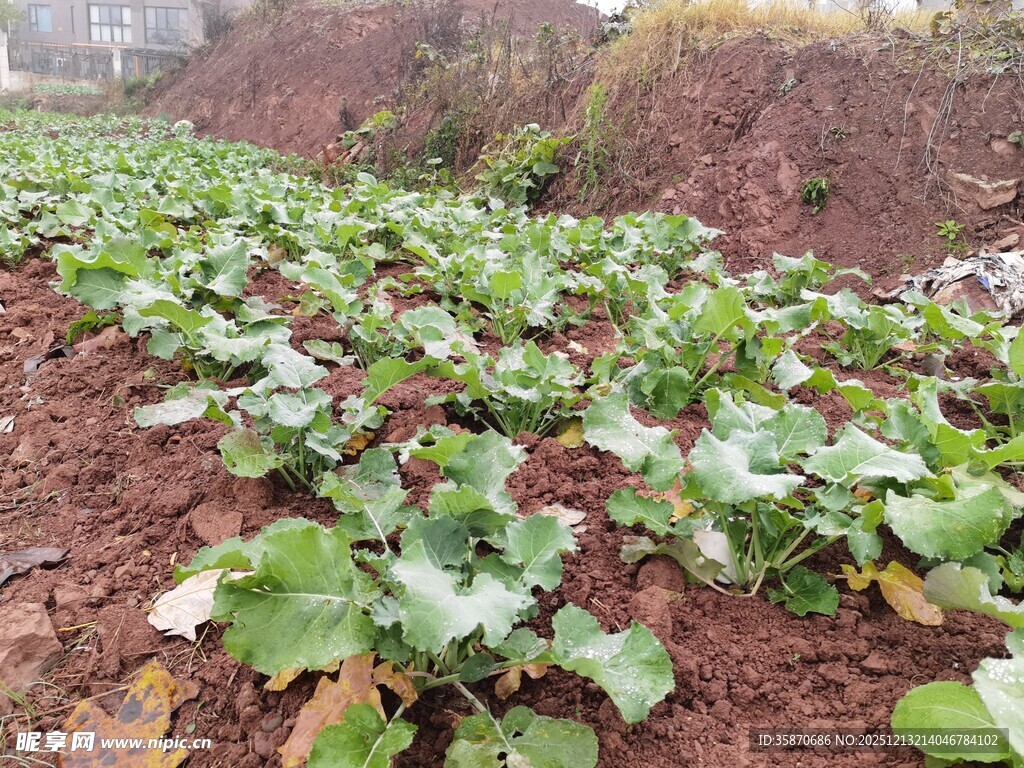 田园中的翠绿蔬菜植株