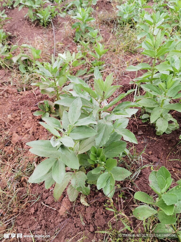 田间生长的绿色植物