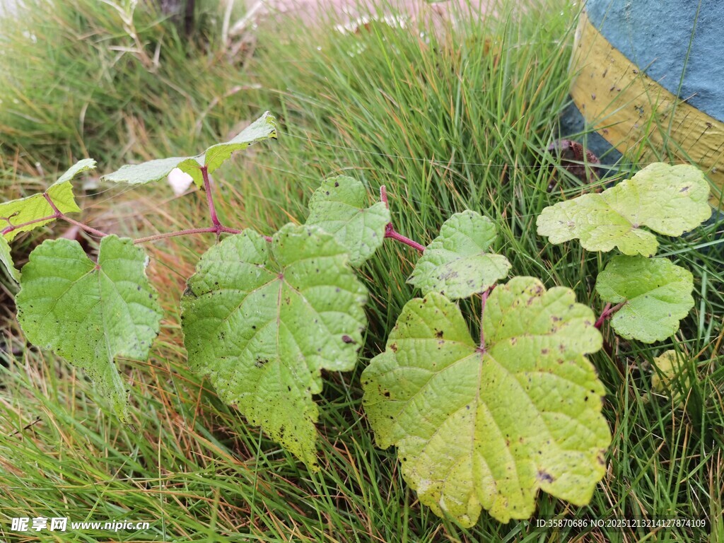 绿叶丛生的地面植物景观
