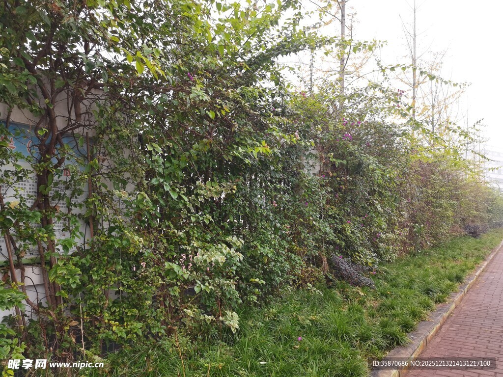 长满绿植的墙边小路