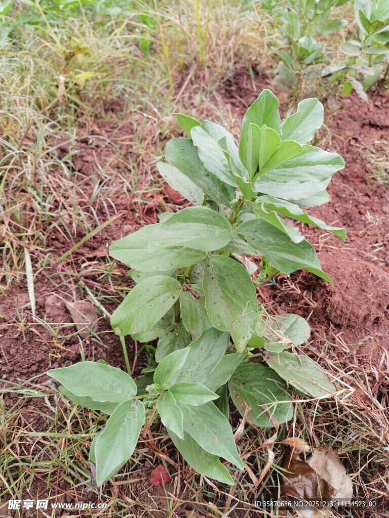 绿叶植物生长于红土地