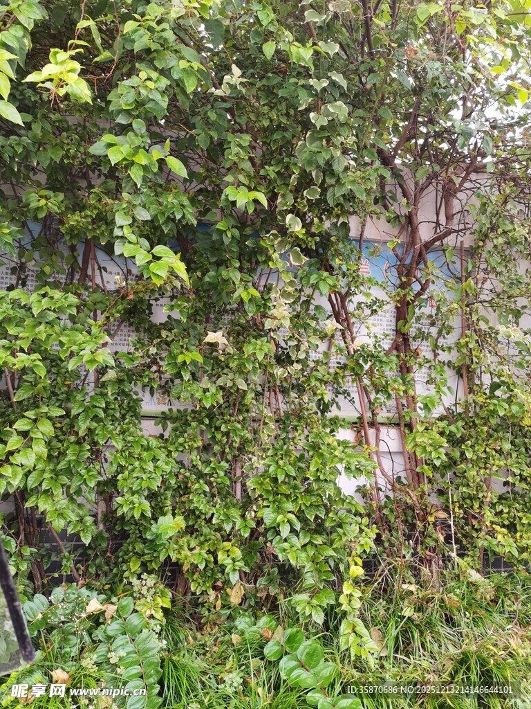 繁茂绿植环绕的隐秘角落